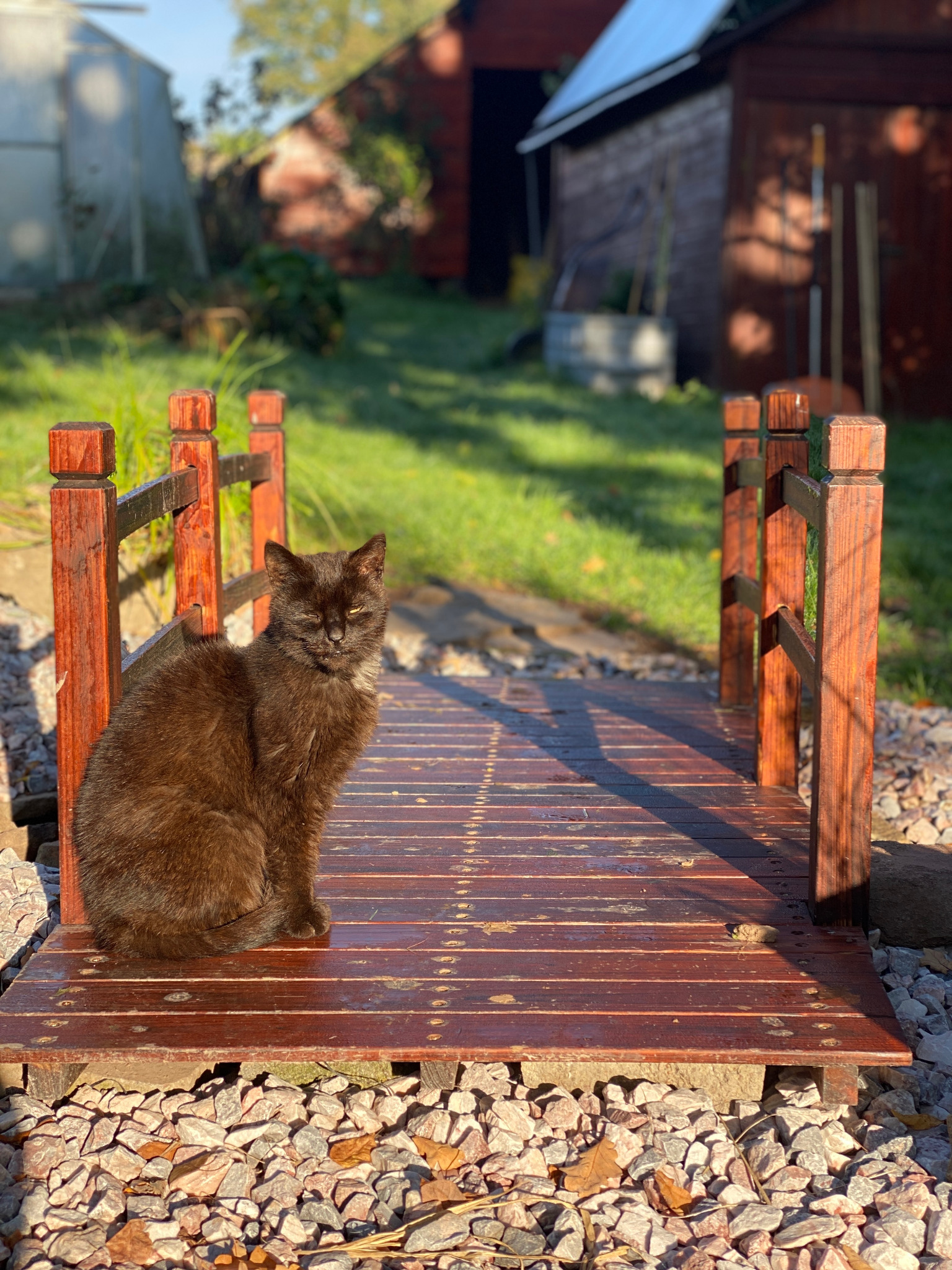 Cat on a wooden footbridge v zahradě TMA SEMILY