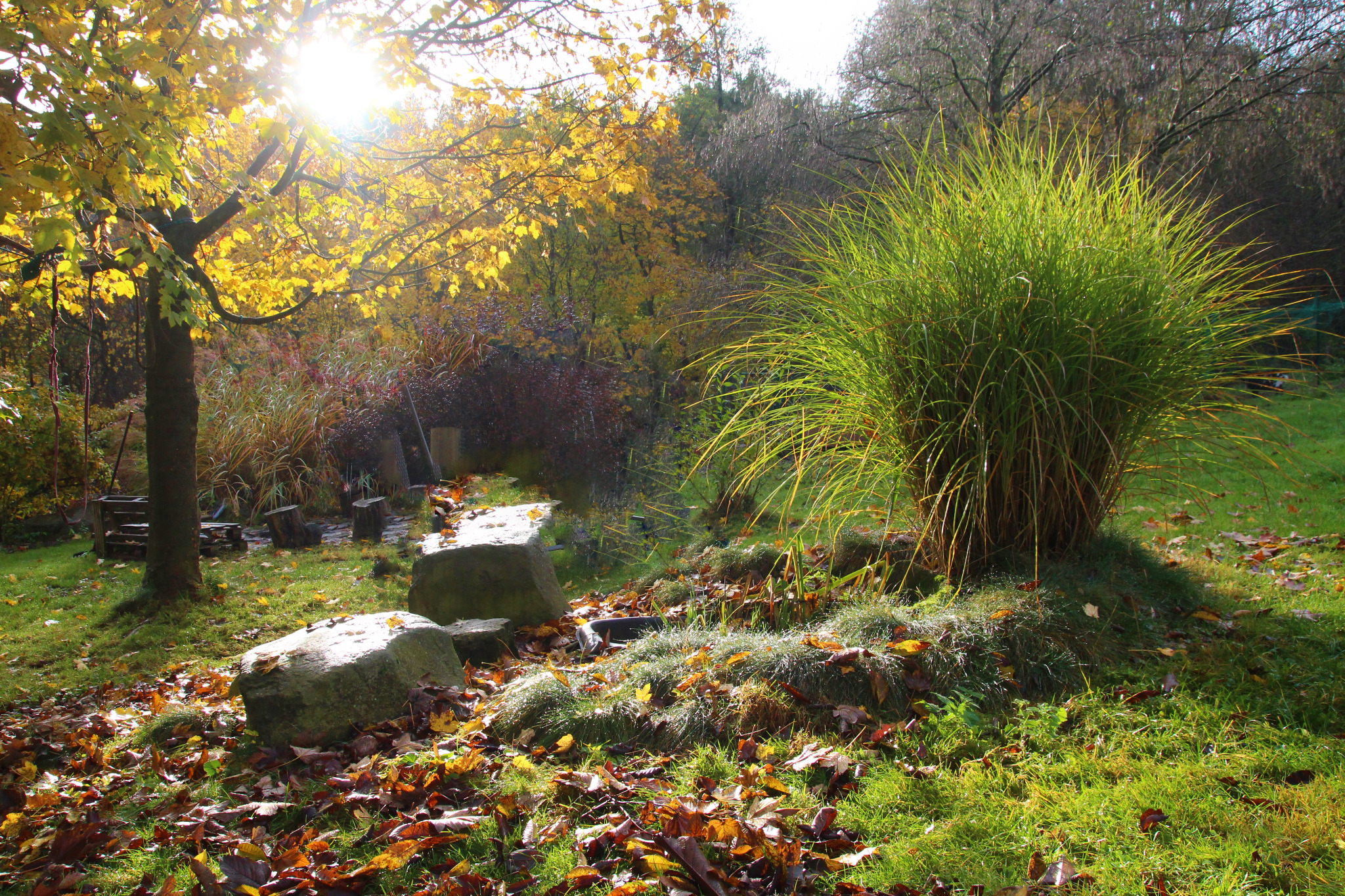 Ornamental grasses and autumn garden TMA SEMILY